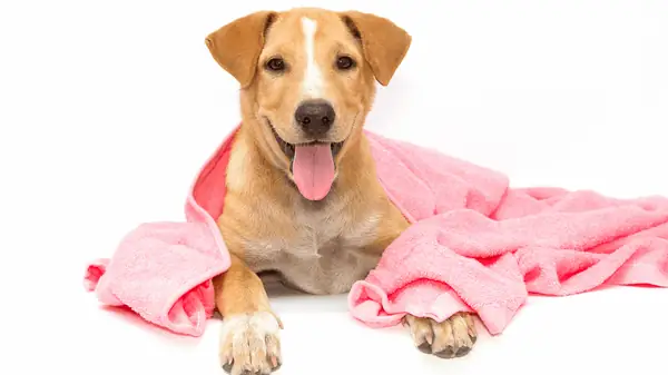 Lợi Ích Khi Sử Dụng Sữa Tắm Khô Cho Chó