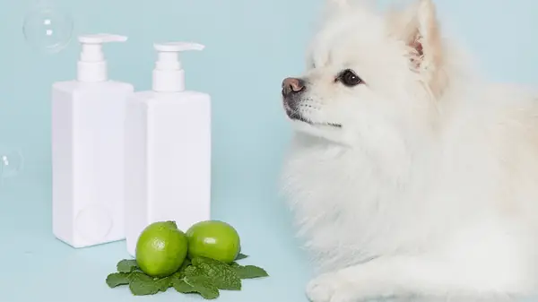 Giới Thiệu Tổng Quan Về Sữa Tắm Khô Cho Chó