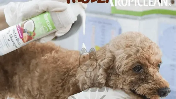 Cách Sử Dụng Sữa Tắm Khô Cho Chó Đúng Cách