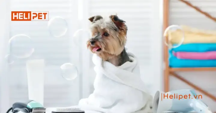 Sữa Tắm Khô Cho Chó Mèo Có Tốt Không?