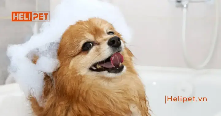 Sữa Tắm Khô Cho Chó Mèo Là Gì?