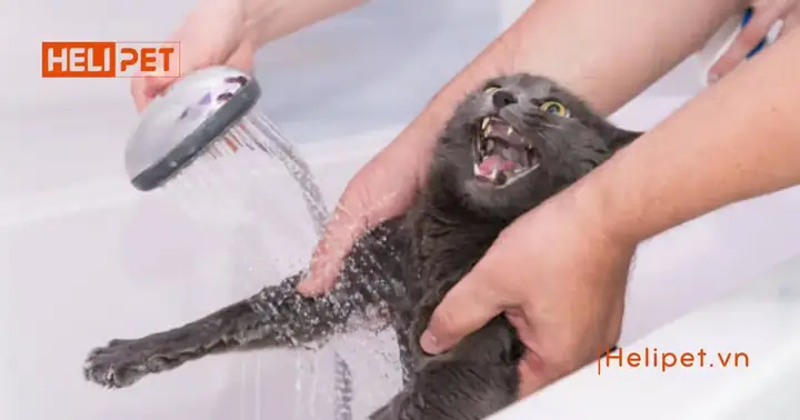 Công Dụng Của Sữa Tắm Khô Cho Chó Mèo?