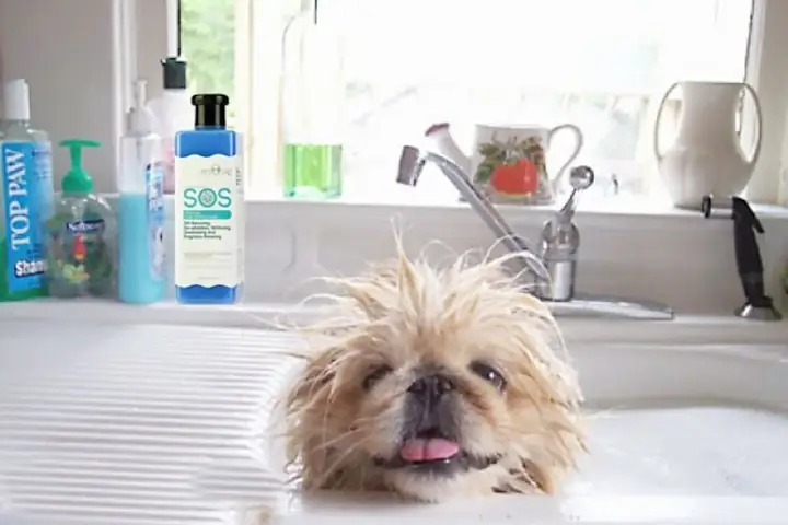 7khi Nào Thì Thú Cưng Nên Tắm? 7khi Nào Thì Thú Cưng Nên Tắm?