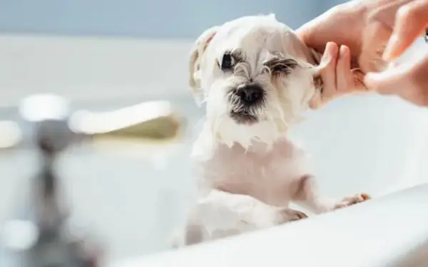 Vì Sao Nên Sử Dụng Sữa Tắm Cho Chó Lông Trắng Chuyên Dụng?