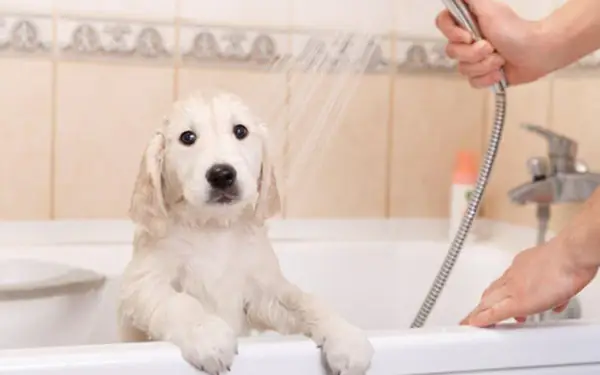 Ưu Điểm Của Sữa Tắm Tẩy Trắng Lông Cho Chó