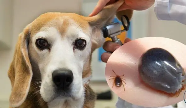 Nguyên Nhân Chó Bị Ve Rận