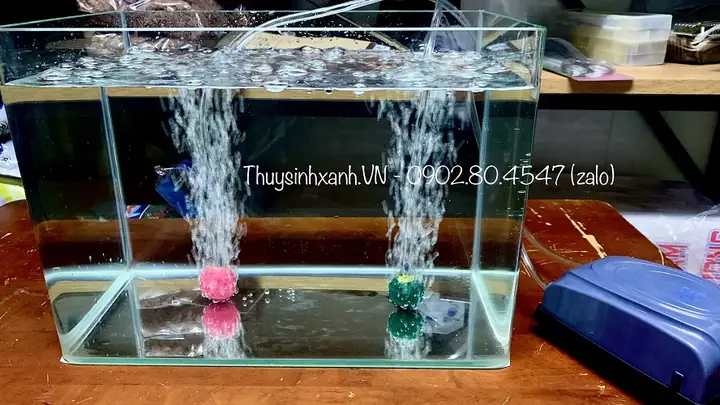 Máy Sủi Oxy Cho Bể Cá Cảnh: Hướng Dẫn Chọn & Sử Dụng Hiệu Quả