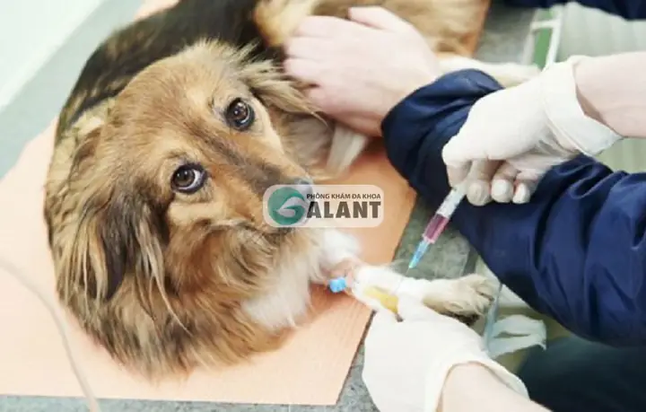 Phương Pháp Điều Trị Bệnh Sùi Mào Gà Ở Chó.