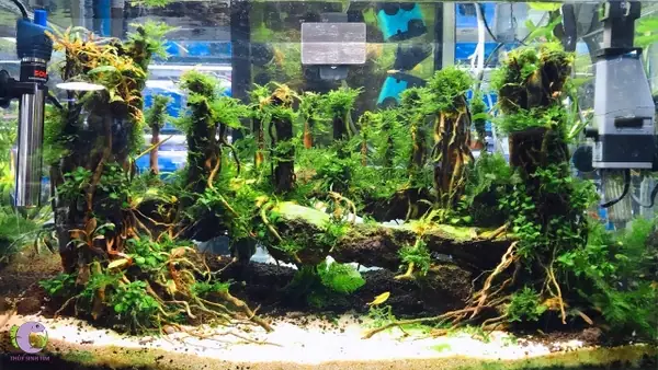 Cách Lựa Chọn Và Sử Dụng Máy Sưởi Bể Cá An Toàn Nhất | Thủy Sinh ... Cách Lựa Chọn Và Sử Dụng Máy Sưởi Bể Cá An Toàn Nhất | Thủy Sinh ...