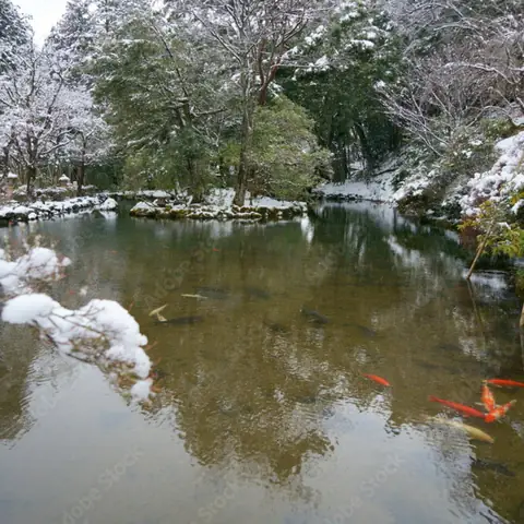 Các Cách Giữ Ấm Cho Cá Koi Vượt Qua Mùa Đông – Công Ty Cổ ... Các Cách Giữ Ấm Cho Cá Koi Vượt Qua Mùa Đông – Công Ty Cổ ...