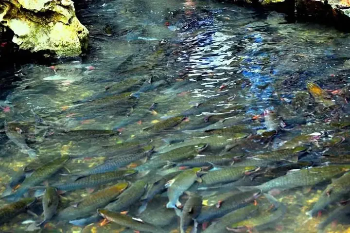 Tham Quan, Khám Phá Suối Cá Thần Tham Quan, Khám Phá Suối Cá Thần