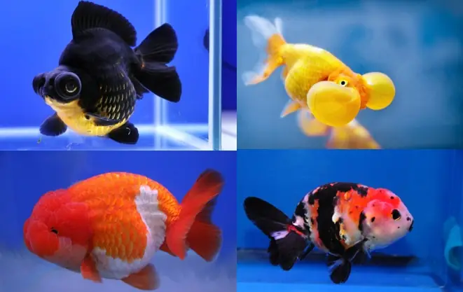 Hướng Dẫn Chi Tiết Cách Chọn Và Sử Dụng Sưởi Cho Cá La Hán