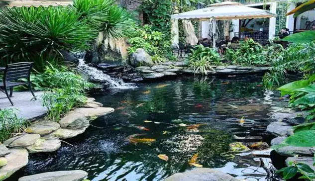 Những Lý Do Phải Sưởi Ấm Cho Cá Koi Vào Mùa Đông Những Lý Do Phải Sưởi Ấm Cho Cá Koi Vào Mùa Đông