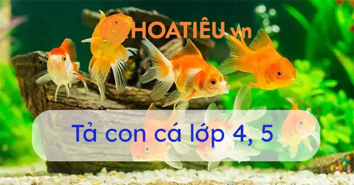 Tả Con Cá Cảnh: Cẩm Nang Toàn Tập Về Loài Vật Nuôi Được Yêu Thích