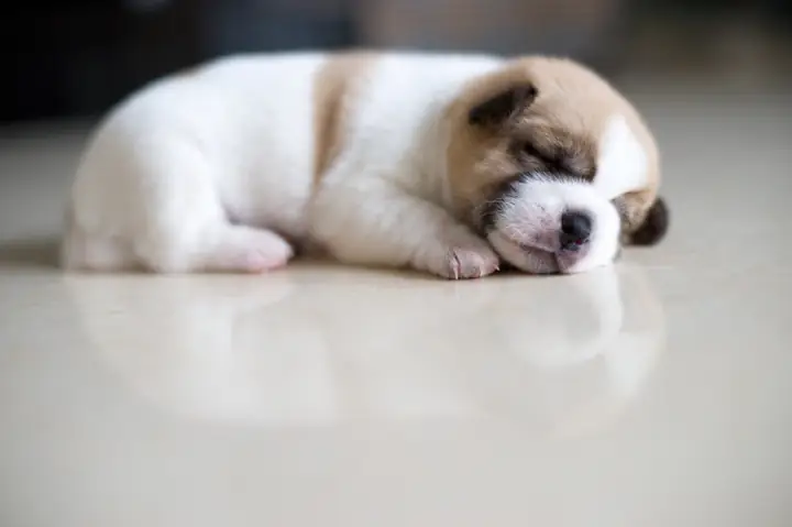 Tả Hình Dáng Của Con Chó Con Tả Hình Dáng Của Con Chó Con