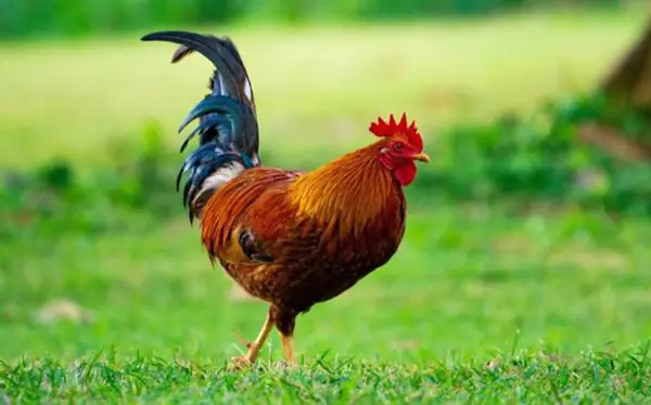 Đoạn Văn Tả Hoạt Động Của Con Gà Trống Mẫu 1