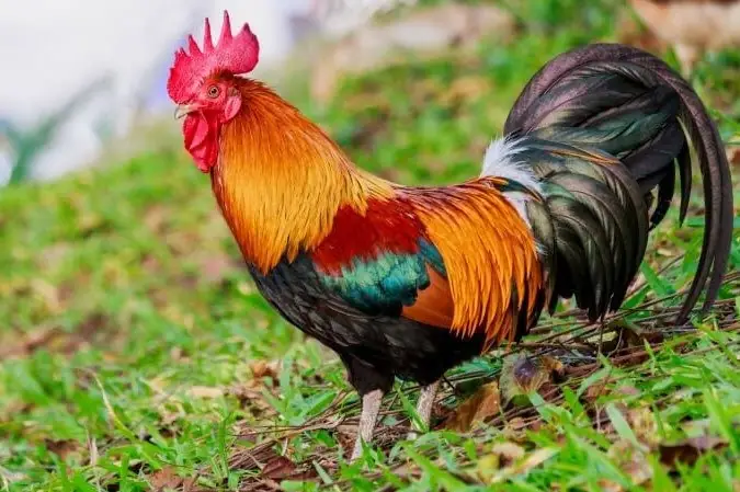 Tả Ngoại Hình Con Gà Trống Tả Ngoại Hình Con Gà Trống