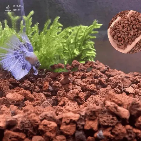 Đá Nham Thạch Tạo Nơi Ở Lý Tưởng Cho Vi Sinh Vật