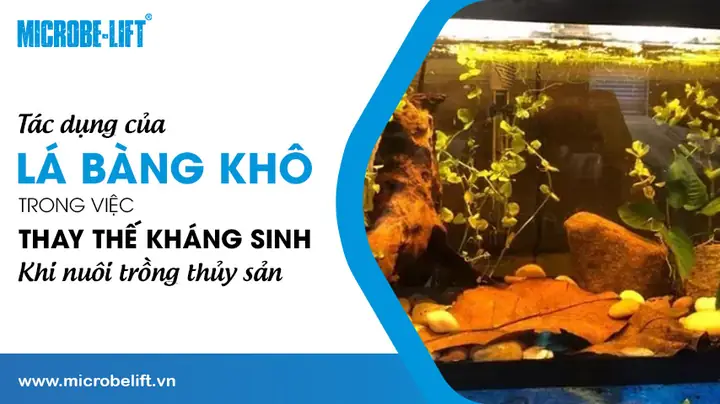 Tác Dụng Của Lá Bàng Với Cá Rồng: Phân Tích Chuyên Gia & Hướng Dẫn Khoa Học