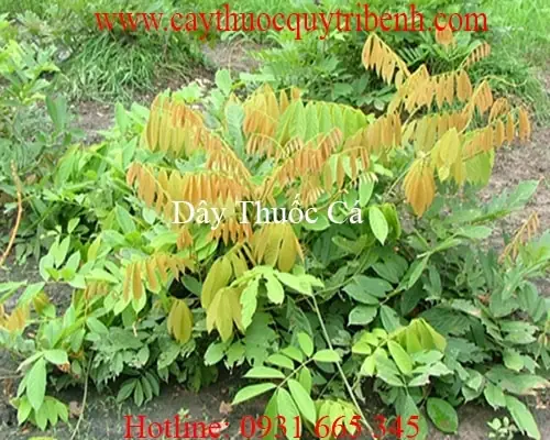 Tác Dụng Lá Thuốc Cá: Những Điều Cần Biết Và Lưu Ý An Toàn