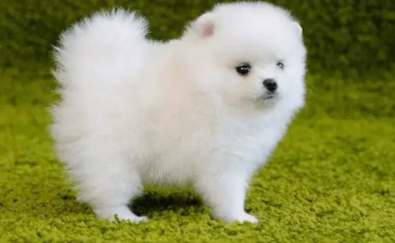 Tóm Tắt Con Chó Bấc Hay Nhất, Ngắn Nhất (20 Mẫu)