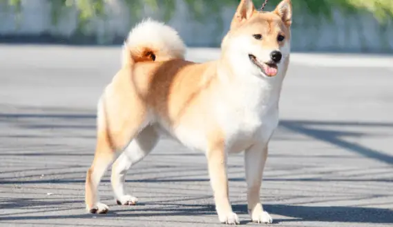 Tóm Tắt Con Chó Bấc Hay Nhất, Ngắn Nhất (20 Mẫu)