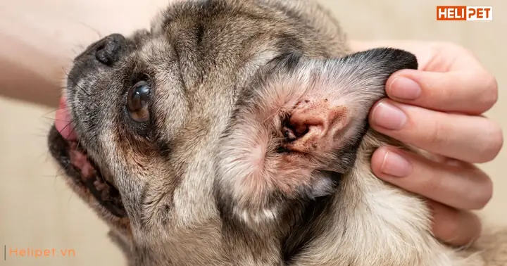 Viêm Tai Ở Chó Là Bệnh Gì? Viêm Tai Ở Chó Là Bệnh Gì?