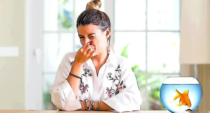 Bể Cá Có Mùi Tanh, Bể Cá Có Mùi Hôi, Nước Bể Cá Có Mùi Hôi, Tại Sao Bể Cá Có Mùi Tanh, Xử Lý Bể Cá Có Mùi Tanh, Nước Trong Bể Cá Có Mùi Tanh, Cách Xử Lý Bể Cá Có Mùi Tanh