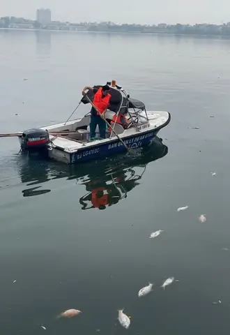 Tại Sao Cá Hồ Tây Chết