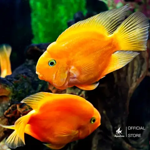 Sự Thay Đổi Màu Sắc Ở Cá Hồng Két: Một Hiện Tượng Tự Nhiên Hay Bất Thường?