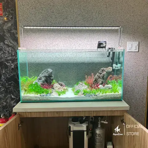 Cá Hồng Két Đổi Màu: Khi Nào Là Bình Thường, Khi Nào Cần Lo Lắng?