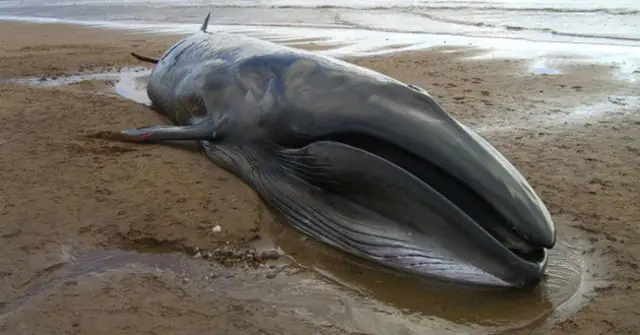 Tại Sao Xác Cá Voi Chết Lại Cực Kỳ Nguy Hiểm? - Khoahoc.tv Tại Sao Xác Cá Voi Chết Lại Cực Kỳ Nguy Hiểm? - Khoahoc.tv