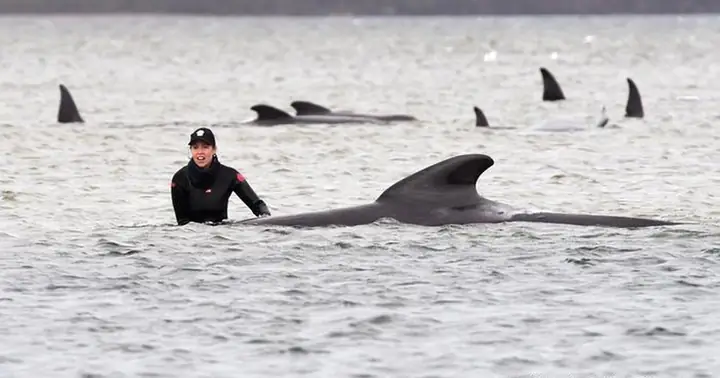 Vì Sao Cá Voi Và Cá Heo Bị Mắc Cạn? | Báo Dân Trí Vì Sao Cá Voi Và Cá Heo Bị Mắc Cạn? | Báo Dân Trí