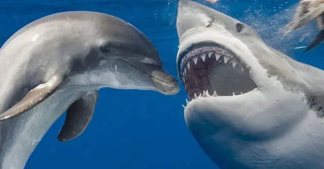 Cá Mập Là "hung Thần" Biển Cả, Vì Sao Cứ Thấy Cá Heo Là Tránh Né ...