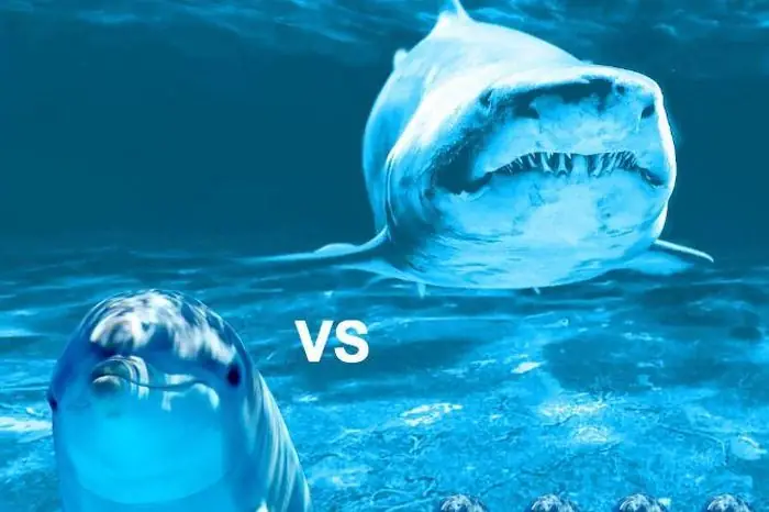 Vì Sao Cá Mập Lại Sợ Cá Heo? - Tạp Chí Doanh Nghiệp Việt Nam