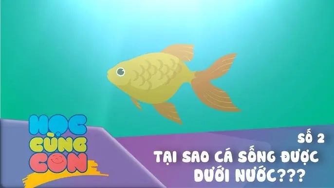 Tại Sao Cá Sống Được Dưới Nước?