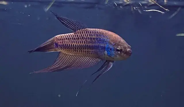 Tại Sao Cá Sống Được Dưới Nước?