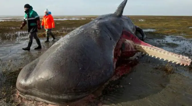 Nguyên Nhân Gì Đã Khiến Xác Cá Voi Phát Nổ?