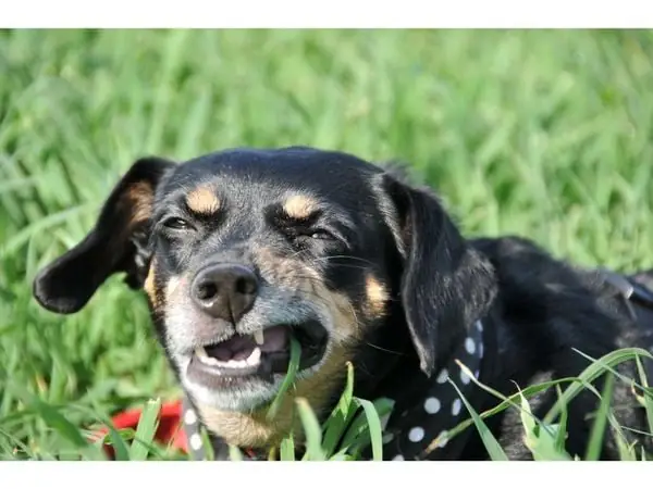 Cần Hiểu Tại Sao Chó Ăn Cỏ?