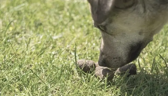 Tại Sao Chó Ăn Cứt? Nguyên Nhân & Cách Xử Lý Hiệu Quả
