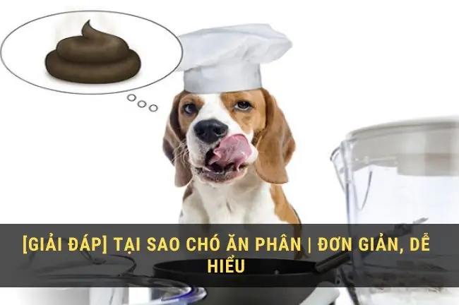 Tại Sao Chó Ăn Cứt? Nguyên Nhân & Cách Xử Lý Hiệu Quả