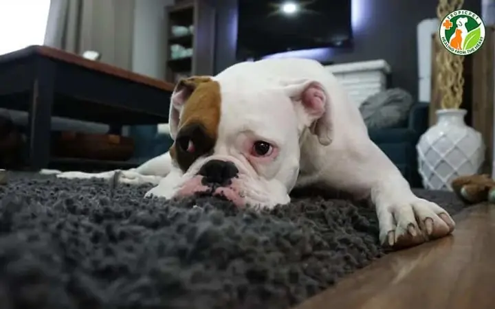 Nhiễm Trùng Đường Tiêu Hóa