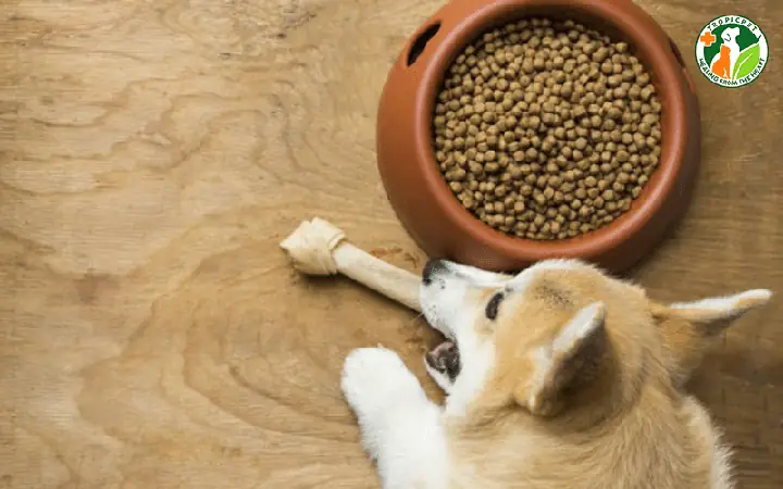 Chó Bỏ Ăn Do Thức Ăn Không Hợp Khẩu Vị