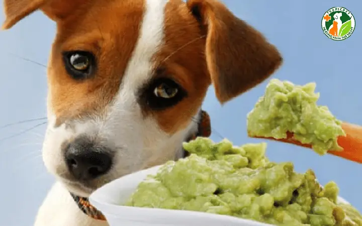 Chó Bỏ Ăn Do Thói Quen Bạn Tạo Cho Chúng