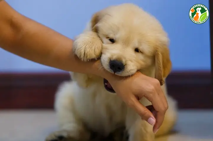 Chó Muốn Tương Tác Với Người Nuôi Chó Muốn Tương Tác Với Người Nuôi