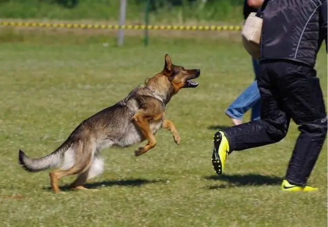 Tại Sao Chó Dại Sau Khi Cắn Người Lại Chết? Tại Sao Chó Dại Sau Khi Cắn Người Lại Chết?