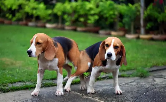 Chó Đã Trở Thành Vật Nuôi Rất Thân Thiết, Quen Thuộc Ở Cả Thành Thị Và Nông Thôn. Chúng Được Mọi Người Dắt Đi Dạo Trên Các Con Đường, Ngõ Hẻm Và Cả Các Khu Vui Chơi Công Cộng. Hôm Nay Chúng Ta Sẽ Tìm Hiểu Thêm Về Những Điều Thú Vị Xung Quanh Loài Thú Cưng Này Nhé.