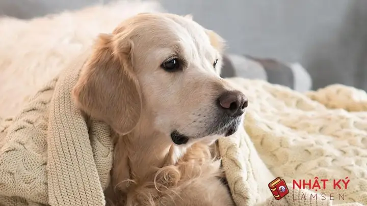 Chó Hú Nhằm Biểu Lộ Cảm Xúc