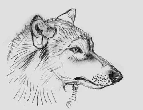 Khoa Học Tiết Lộ Lí Do Tại Sao Những Chú Cún Luôn Mừng Rỡ Khi Thấy Bạ