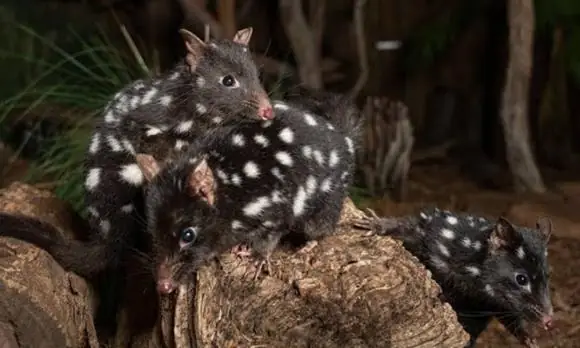 Tại Sao Chó Lại Quay Lưng Vào Nhau Khi Giao Phối, Cách Giao Phối Của Chó, Cách Giao Phối Kỳ Lạ